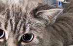Можно ли стерилизовать беременную кошку