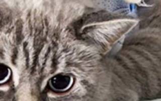 Можно ли стерилизовать беременную кошку