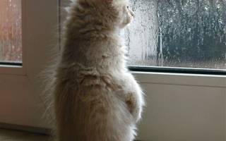 Можно ли устанавливать пластиковые окна в дождь