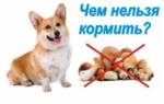 Можно ли собаке