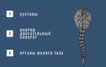 Можно ли делать мрт с имплантами зубов