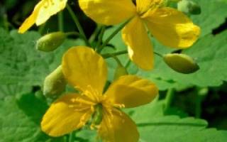 Можно ли купить настойку чистотела в аптеке