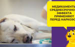 Можно ли усыпить собаку