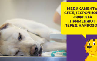 Можно ли усыпить собаку