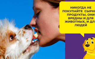 Можно ли собакам сыр