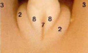 Можно ли на первом скрининге узнать пол