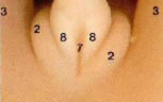 Можно ли на первом скрининге узнать пол