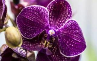 Можно ли удалить листья у орхидеи