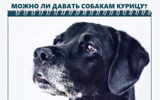 Можно ли собакам курицу