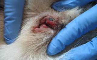 Саркома у собаки можно ли вылечить