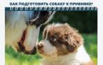 Можно ли кормить собаку перед прививкой