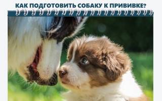 Можно ли кормить собаку перед прививкой