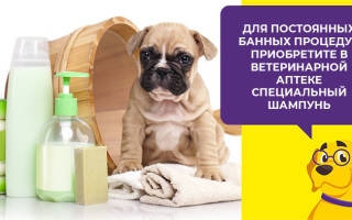 Можно ли мыть собаку мылом