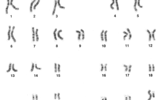 Можно ли узнать национальность по днк