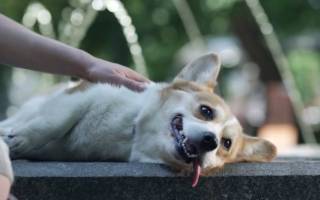 Можно ли давать собаке молоко при отравлении